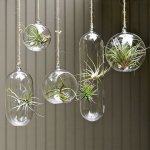 Unusual-Air-Plants-Home-Decoration-Inspiration-Ideas-and-Gifts_03.jpg